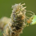 Křižák zelený (Araniella cucurbitina)
