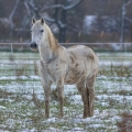 Kůň domácí (Equus caballus)
