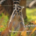 Lemur kata  (Lemur catta)